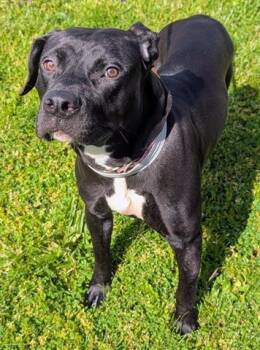 Pit Bull Terrier Dogs Available for Adoption in Akron, Ohio - AZALEA | PetCurious