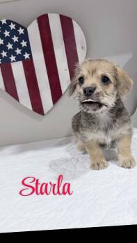 Starla -  Corgi Dog for Adoption in Mcallen, Texas - Starla | PetCurious