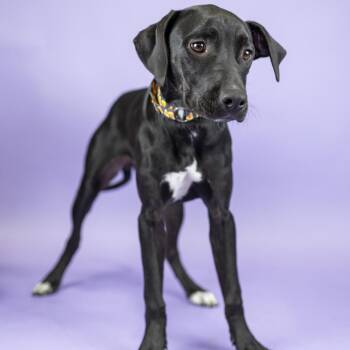 Daisy-mae -  Black Labrador Retriever and Terrier Dog for Adoption in Portland, Oregon - Daisy-mae | PetCurious