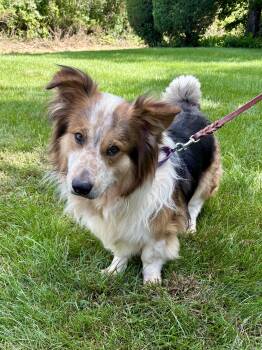 Rescue Collie and Basset Hound Dogs for Adoption in Orland Park, Illinois - Lil Man | PetCurious