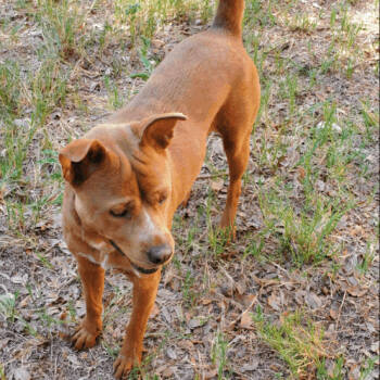 Rescue Carolina Dog Dogs for Adoption in Denison, Texas - Peanut | PetCurious