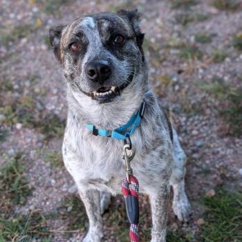 Bella -  Australian Cattle Dog Blue Heeler and Pit Bull Terrier Dog for Adoption in Cheyenne, Wyoming - Bella | PetCurious