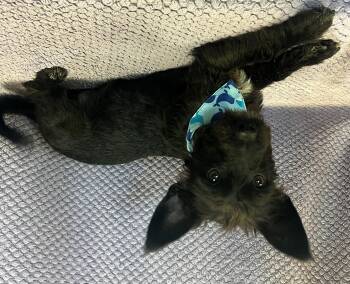 Rescue Terrier Dogs for Adoption in Lodi, California - Artie | PetCurious