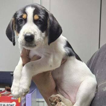 Fennel -  Hound Dog for Adoption in Springboro, Ohio - Fennel | PetCurious