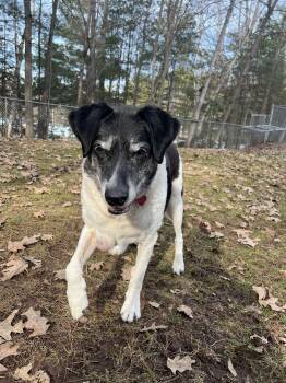 Mixed Breed Dogs Available for Adoption in Houghton, Michigan - Onren | PetCurious