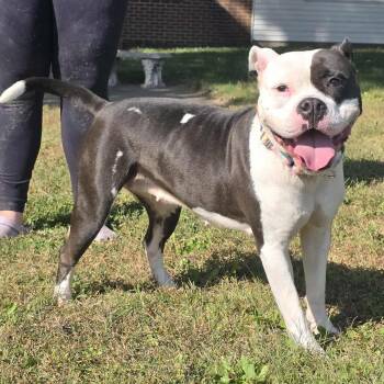 Rescue American Bully Dogs for Adoption in Waterloo, Iowa - Mia | PetCurious