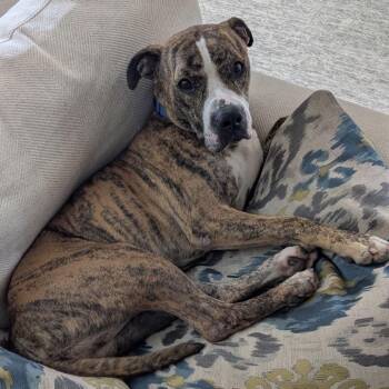 Luca -  American Bulldog Dog for Adoption in Apache Junction, Arizona - Luca | PetCurious