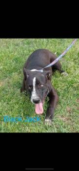 Rescue Mixed Breed Dogs for Adoption in Livingston, Texas - Black Jack | PetCurious