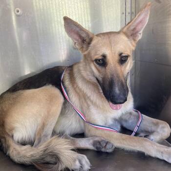 German Shepherd Dog and Mixed Breed Dogs Available for Adoption in Edinburg, Texas - Mayra | PetCurious