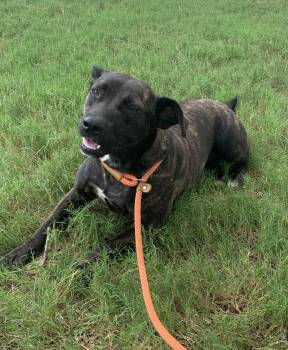 Rescue Mixed Breed Dogs for Adoption in Comanche, Texas - Bell | PetCurious