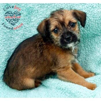Terrier Dogs Available for Adoption - Noelle Litter-Jingles | PetCurious