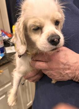 Cocker Spaniel Dogs Available for Adoption - Cruella | PetCurious