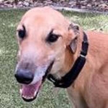 Joey (aka Zipping Starc) -  Greyhound Dog for Adoption in Dallas, Texas - Joey (aka Zipping Starc) | PetCurious