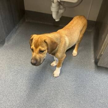 Fescue -  Beagle and Mixed Breed Dog for Adoption in Saint Joseph, Missouri - Fescue | PetCurious