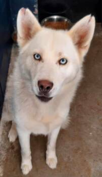 Rescue Husky Dogs for Adoption in Campton, Kentucky - Justin | PetCurious