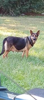 Rescue German Shepherd Dog Dogs for Adoption in Mobile, Alabama - Elizabeth | PetCurious