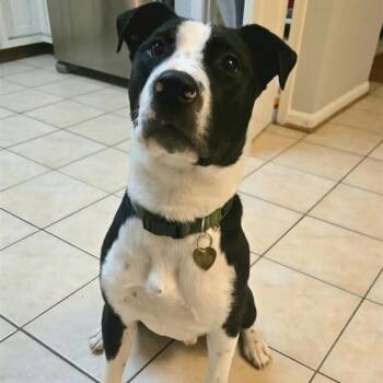 Rescue Border Collie Dogs for Adoption in Fairfax, Virginia - Trey G | PetCurious