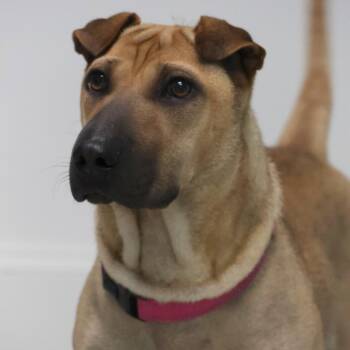 Maddy -  Shar Pei Dog for Adoption in Houston, Texas - Maddy | PetCurious