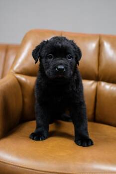 Labrador Retriever and Rottweiler Dogs Available for Adoption in Frankfort, New York - Maine | PetCurious