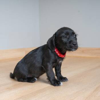 Onion D69881 -  Dachshund and Terrier Dog for Adoption in Minnetonka, Minnesota - Onion D69881 | PetCurious