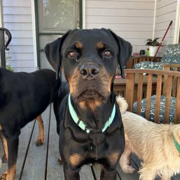 Hilda -  Rottweiler Dog for Adoption in New Orleans, Louisiana - Hilda | PetCurious