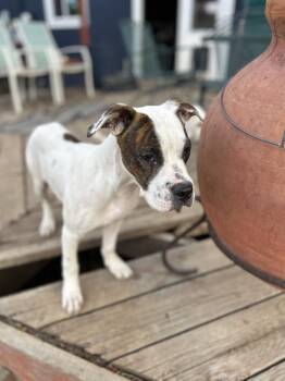 Boxer Dogs Available for Adoption in Colorado Springs, Colorado - Deerduff | PetCurious