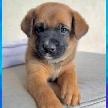 Chile -  Mixed Breed Dog for Adoption in Chino Valley, Arizona - Chile | PetCurious