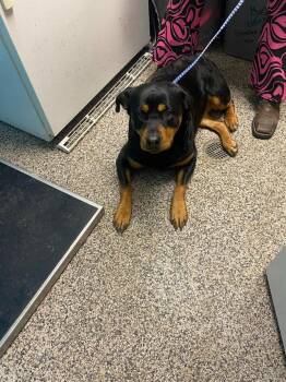 Rottweiler Dogs Available for Adoption - Zoid Marie | PetCurious