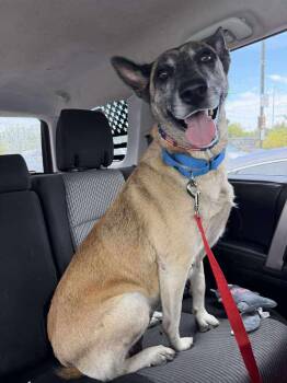 Rescue Belgian Shepherd Malinois Dogs for Adoption in Imlay City, Michigan - Maya- Located In Texas | PetCurious