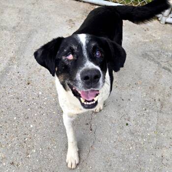 Border Collie and Australian Shepherd Dogs Available for Adoption - Buddy | PetCurious
