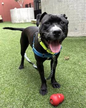 Rescue Pit Bull Terrier Dogs for Adoption in San Francisco, California - Marvel | PetCurious