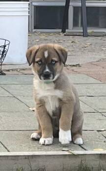 Flax -  Mixed Breed Dog for Adoption in Saskatoon, Saskatchewan - Flax | PetCurious