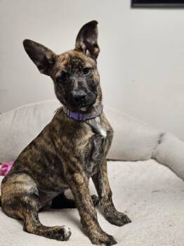Shepherd Dogs Available for Adoption - Carmella | PetCurious
