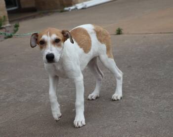 Rescue Terrier and Labrador Retriever Dogs for Adoption in Pflugerville, Texas - Roobee | PetCurious