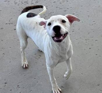 Nikki - URGENT -  Pit Bull Terrier Dog for Adoption in Thousand Oaks, California - Nikki - URGENT | PetCurious