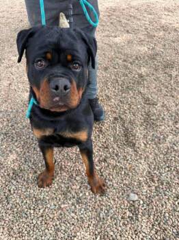 Max -  Rottweiler Dog for Adoption in Aurora, Colorado - Max | PetCurious