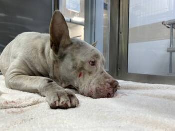 Rescue Pit Bull Terrier and Mixed Breed Dogs for Adoption in Fort Worth, Texas - 59464641 | PetCurious