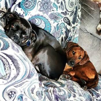 Redbone Coonhound Dogs Available for Adoption in Kettering, Ohio - Meadow | PetCurious