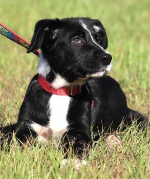 Sage -  Hound Dog for Adoption in North Fort Myers, Florida - Sage | PetCurious
