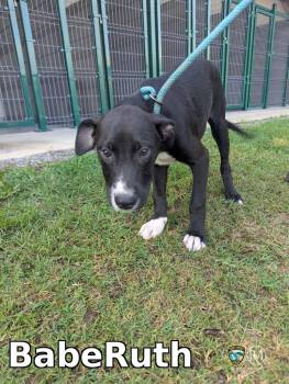 BabeRuth -  Pit Bull Terrier Dog for Adoption in Rocky Mount, North Carolina - BabeRuth | PetCurious