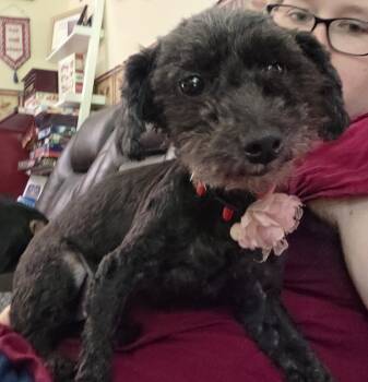 Pepper (pebbles) -  Miniature Poodle Dog for Adoption in Pleasant Valley, New York - Pepper (pebbles) | PetCurious