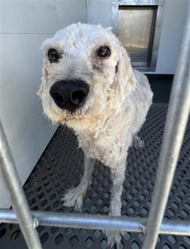 SNOW DOG -  Poodle and Mixed Breed Dog for Adoption in San Bernardino, California - SNOW DOG | PetCurious