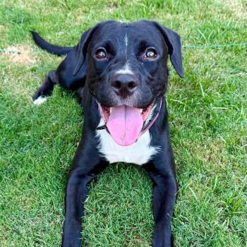 Gabby -  Labrador Retriever Dog for Adoption in Fort Worth, Texas - Gabby | PetCurious