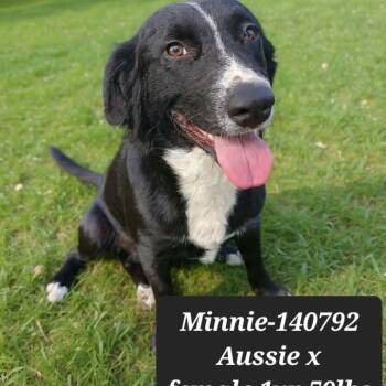 Australian Shepherd and Black Labrador Retriever Dogs Available for Adoption in New Tazewell, Tennessee - Minnie | PetCurious