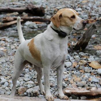 ROCKET -  Pointer and Mixed Breed Dog for Adoption in Cashmere, Washington - ROCKET | PetCurious