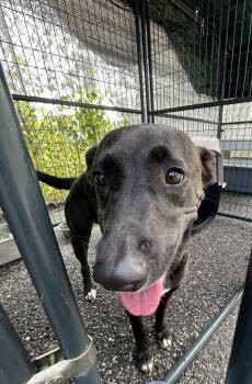 Rescue Labrador Retriever and Mixed Breed Dogs for Adoption in Mobile, Alabama - Cherish | PetCurious