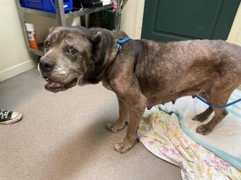 Rescue Cane Corso and Mixed Breed Dogs for Adoption in Pasadena, California - A524561 | PetCurious