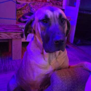 Rescue Great Dane and Mastiff Dogs for Adoption in Peru, New York - Shelby **COURTESY LISTING** | PetCurious