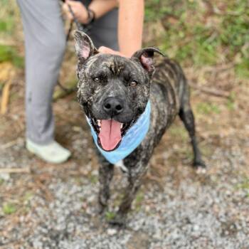 Mixed Breed Dogs Available for Adoption - Springer | PetCurious