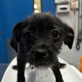 Minnie -  Chihuahua and Terrier Dog for Adoption in Golden, Colorado - Minnie | PetCurious